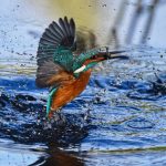 images-30